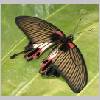 Papilio rumanzovia - Philippinen - emmen-nl 01.jpg
